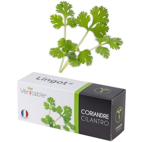 Véritable® Seed Lingot® Coriander (Cilantro)